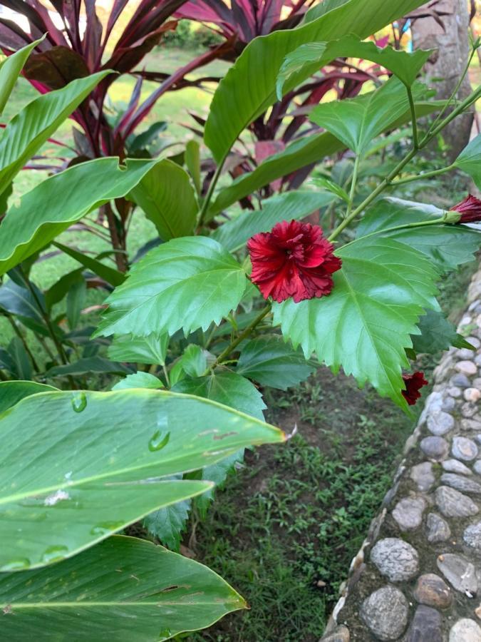 Ecohostal Palmares Del Rio Guachaca Bagian luar foto
